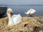 Swan Nest 3